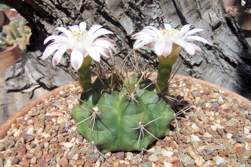 Una foto de Gymnocalycium schickendantzii