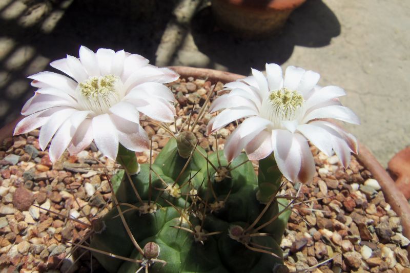 Una foto de Gymnocalycium schickendantzii