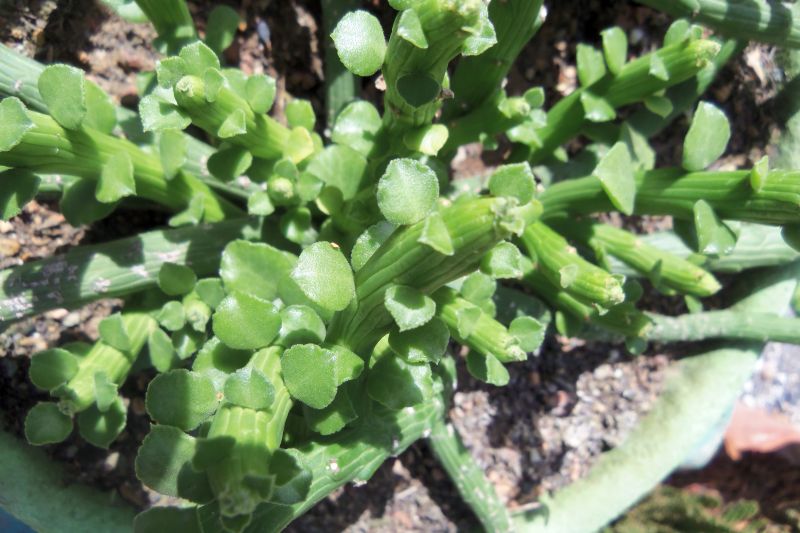 A photo of Euphorbia bisellenbeckii