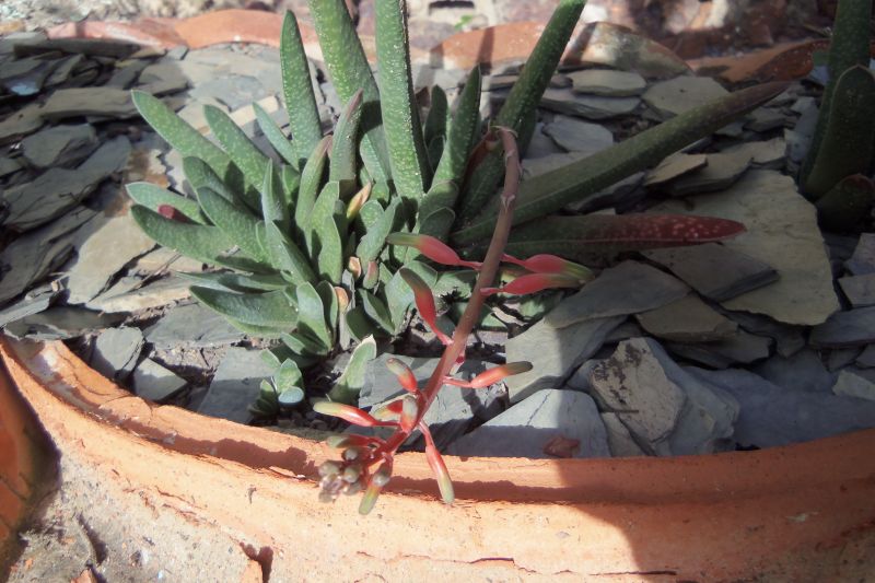 A photo of Gasteria carinata var. verrucosa
