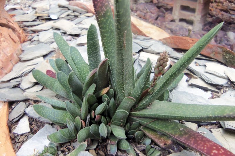 A photo of Gasteria carinata var. verrucosa
