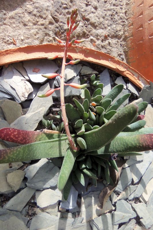A photo of Gasteria carinata var. verrucosa