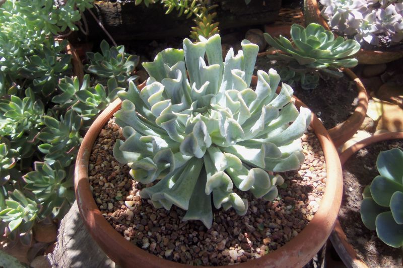 A photo of Echeveria runyonii cv. Topsy turvy 