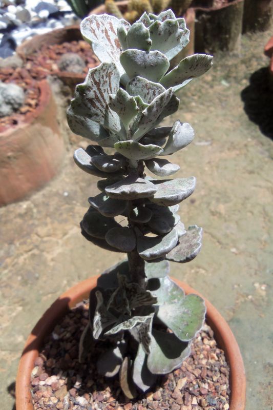 Una foto de Kalanchoe rhombopilosa