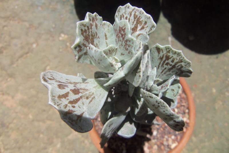 Una foto de Kalanchoe rhombopilosa