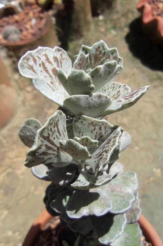 Una foto de Kalanchoe rhombopilosa