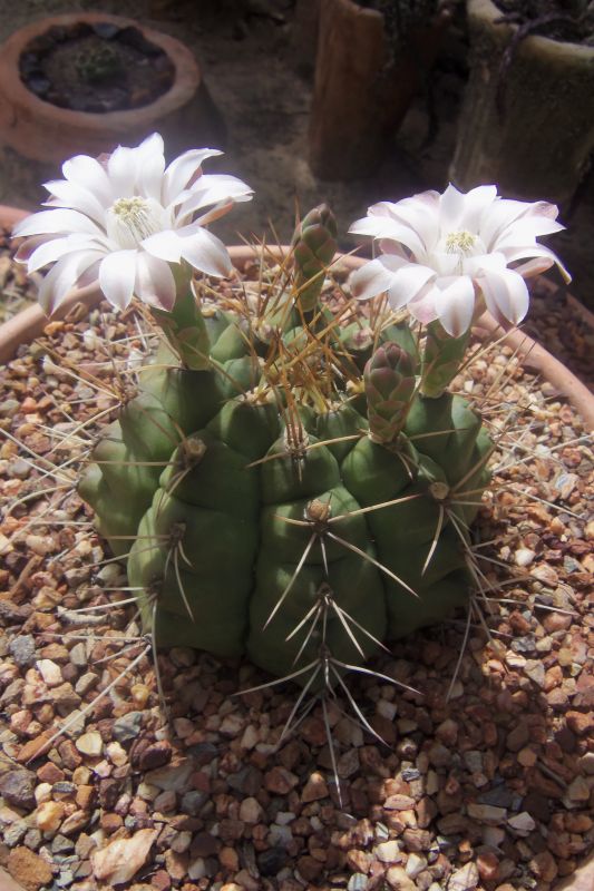 Una foto de Gymnocalycium schickendantzii