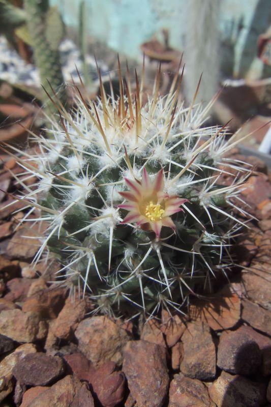A photo of Mammillaria karwinskiana subsp. beiselii