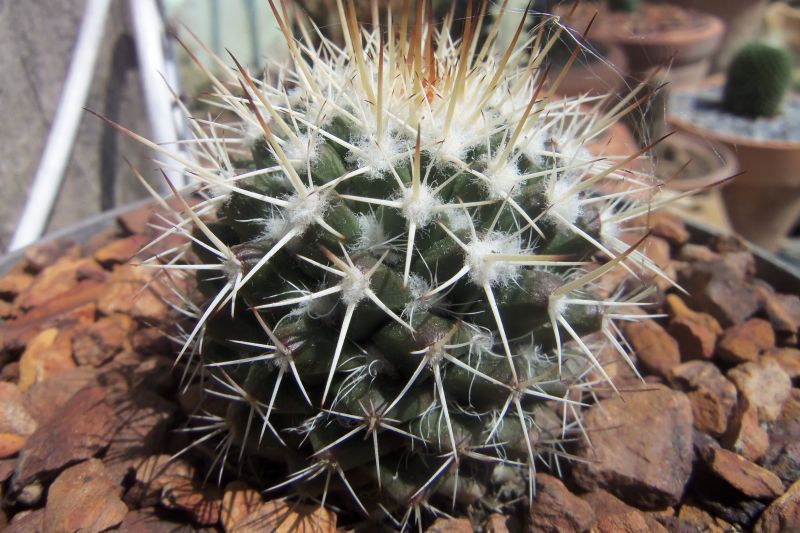 A photo of Mammillaria karwinskiana subsp. beiselii