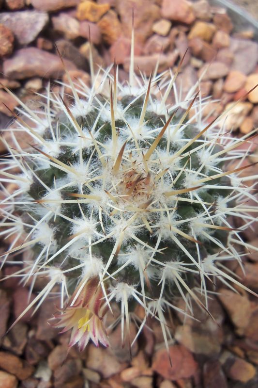 A photo of Mammillaria karwinskiana subsp. beiselii