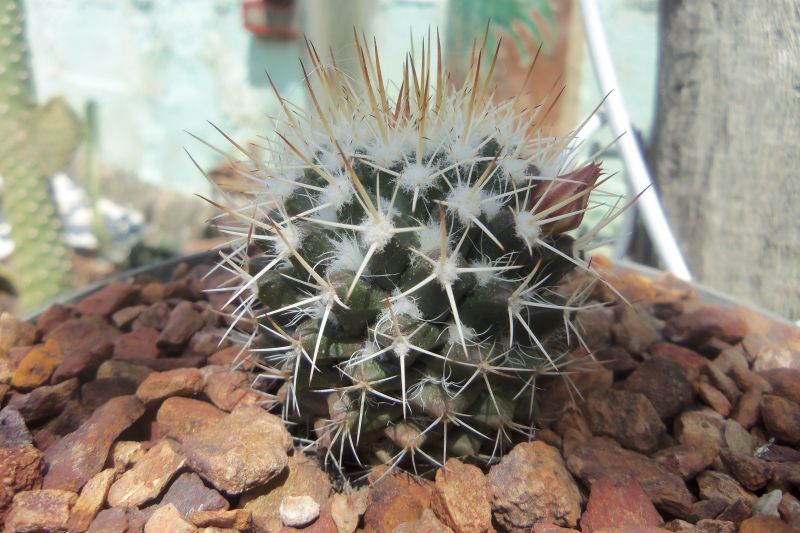 A photo of Mammillaria karwinskiana subsp. beiselii