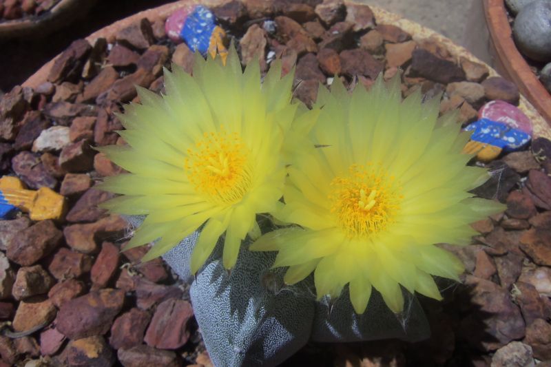 A photo of Astrophytum myriostigma