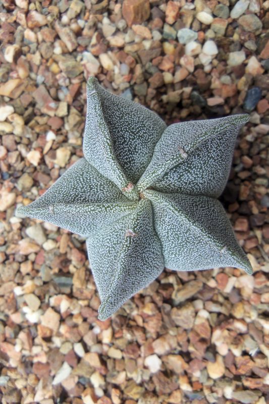 A photo of Astrophytum myriostigma