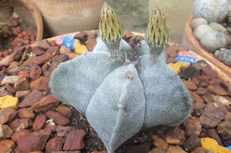 A photo of Astrophytum myriostigma