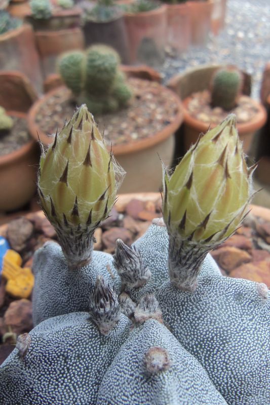 A photo of Astrophytum myriostigma