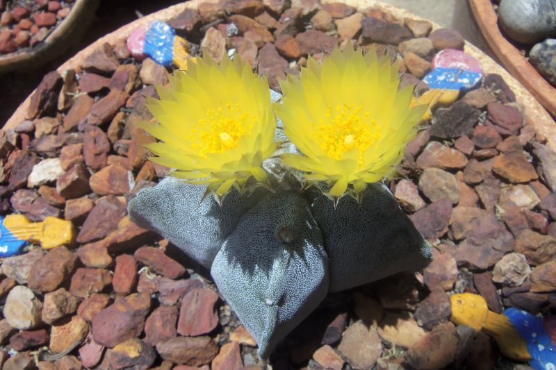A photo of Astrophytum myriostigma