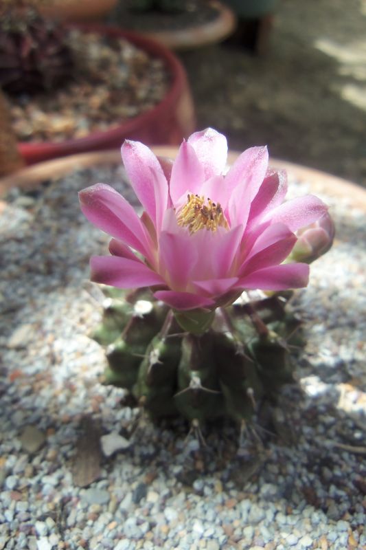 Una foto de Gymnocalycium mihanovichii