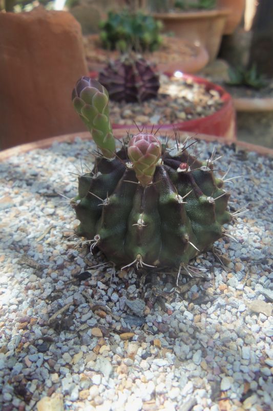 Una foto de Gymnocalycium mihanovichii