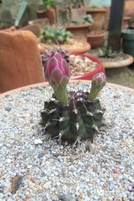 Una foto de Gymnocalycium mihanovichii