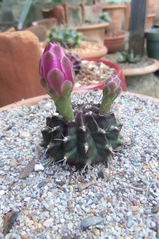 Una foto de Gymnocalycium mihanovichii