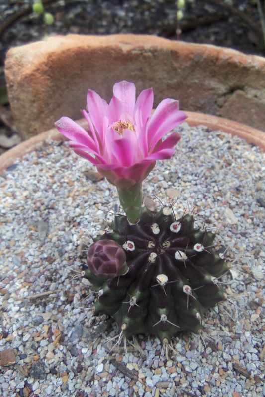 Una foto de Gymnocalycium mihanovichii