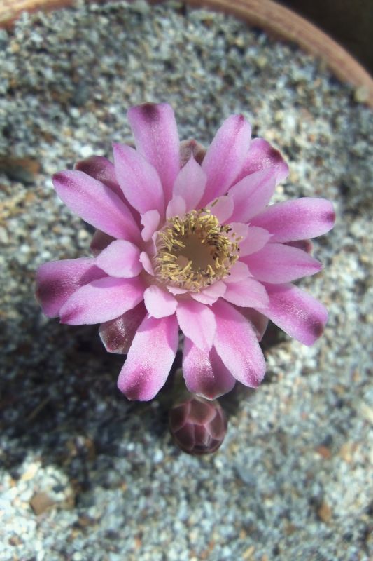 Una foto de Gymnocalycium mihanovichii