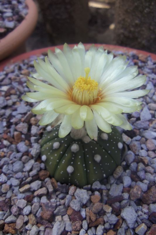 A photo of Astrophytum asterias
