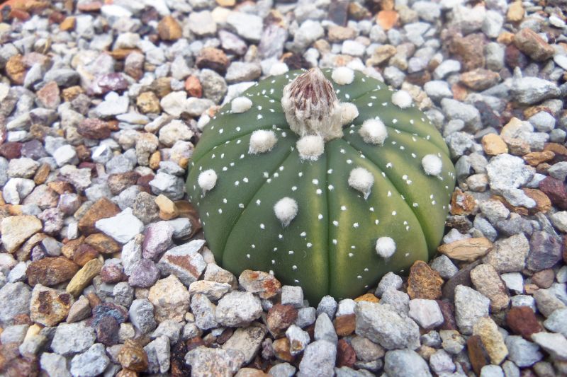 A photo of Astrophytum asterias