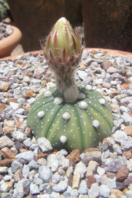A photo of Astrophytum asterias
