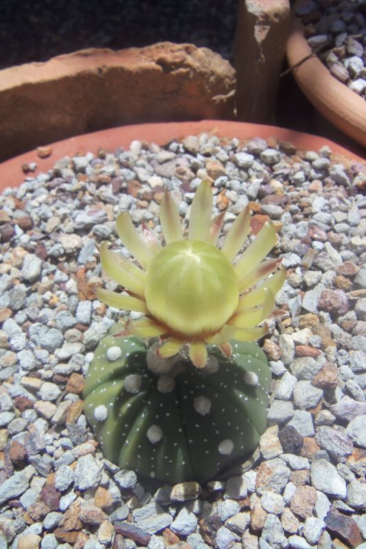 A photo of Astrophytum asterias