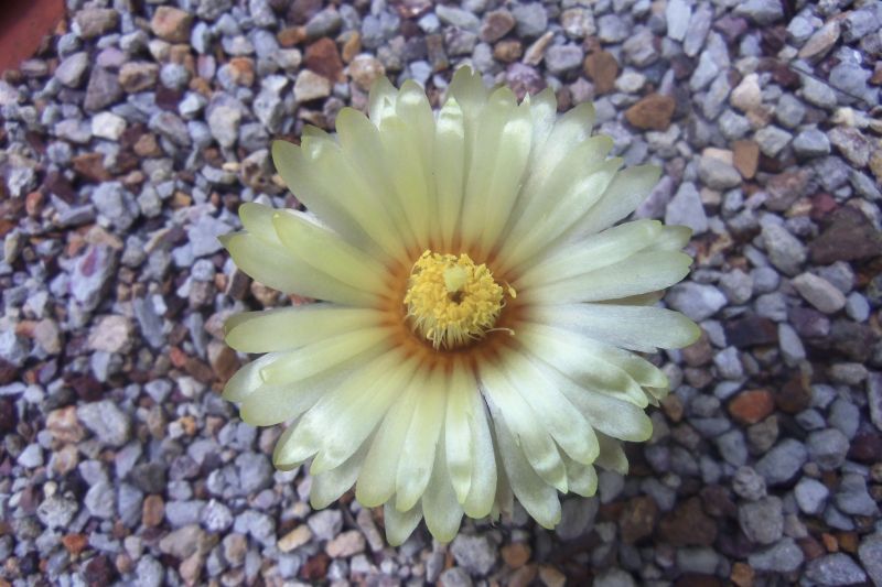 A photo of Astrophytum asterias