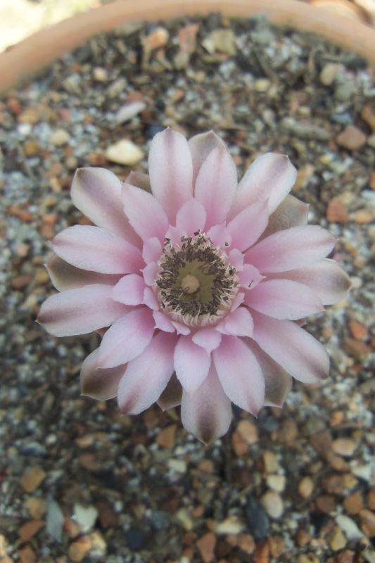 Una foto de Gymnocalycium mihanovichii