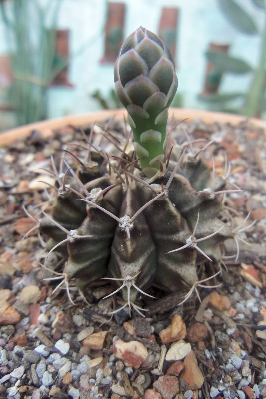 Una foto de Gymnocalycium mihanovichii