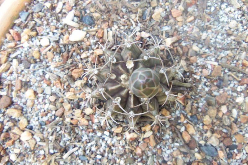 Una foto de Gymnocalycium mihanovichii