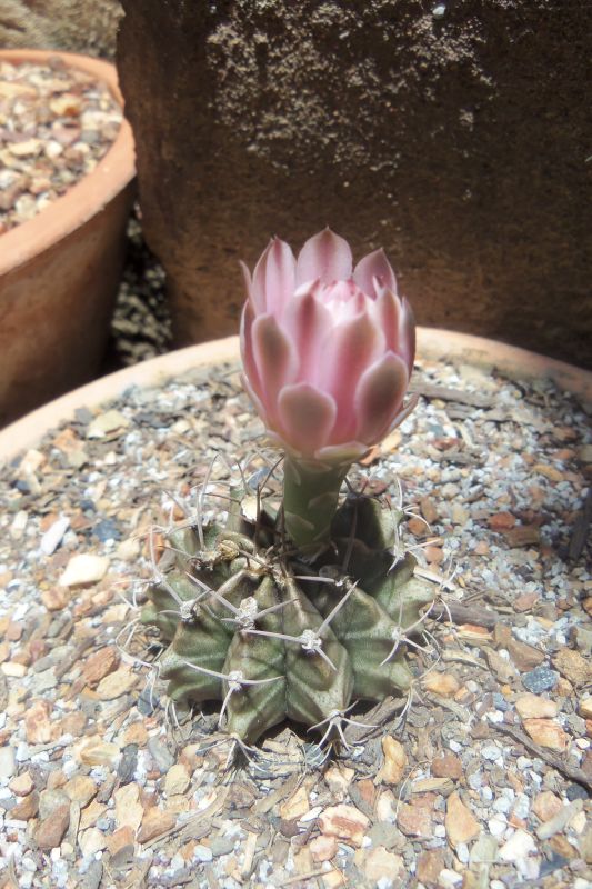 Una foto de Gymnocalycium mihanovichii