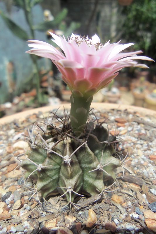 Una foto de Gymnocalycium mihanovichii