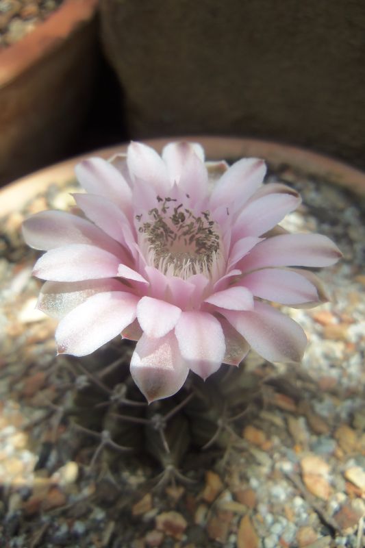 Una foto de Gymnocalycium mihanovichii
