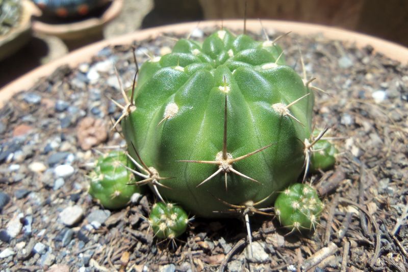 Foto de un cactus que se está identificando actualmente