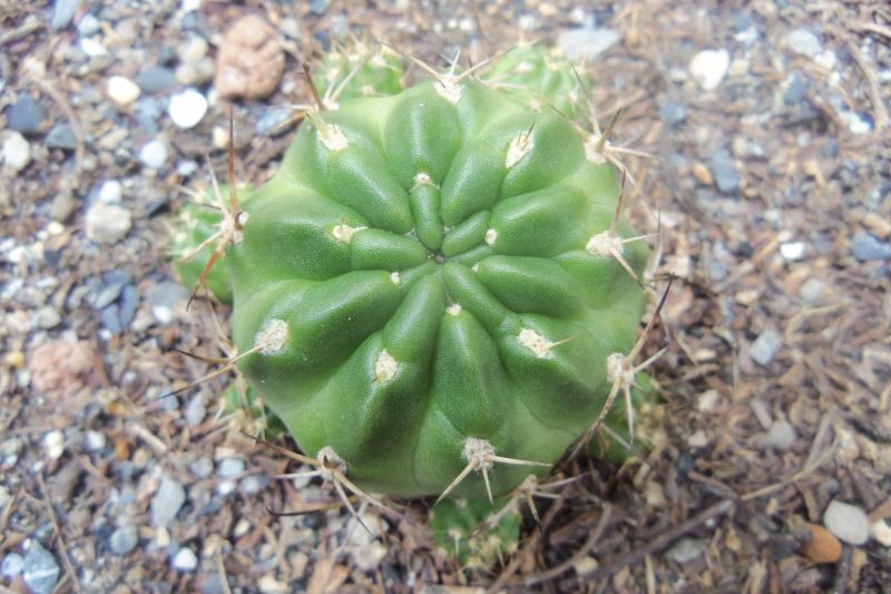 Foto de un cactus que se está identificando actualmente