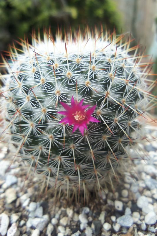 Una foto de Mammillaria haageana ssp haageana