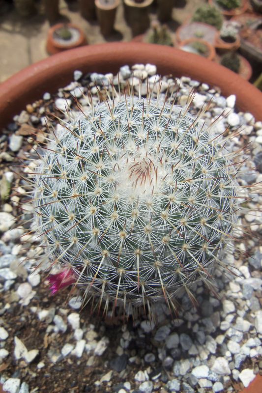 Una foto de Mammillaria haageana ssp haageana