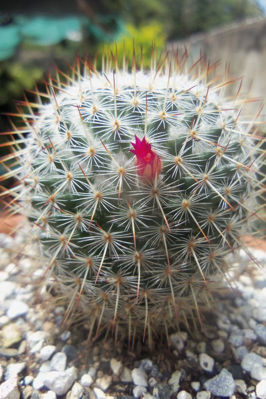 Una foto de Mammillaria haageana ssp haageana