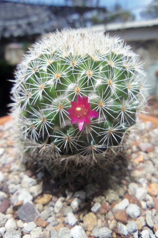 A photo of Mammillaria albilanata ssp. albilanata