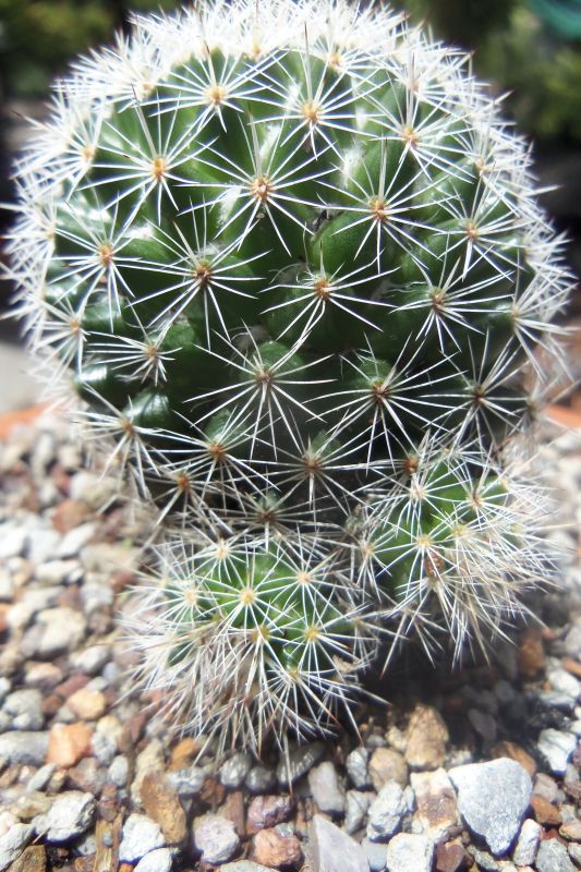 A photo of Mammillaria albilanata ssp. albilanata