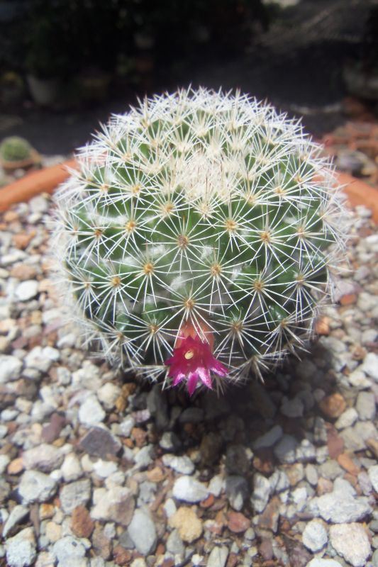 A photo of Mammillaria albilanata ssp. albilanata