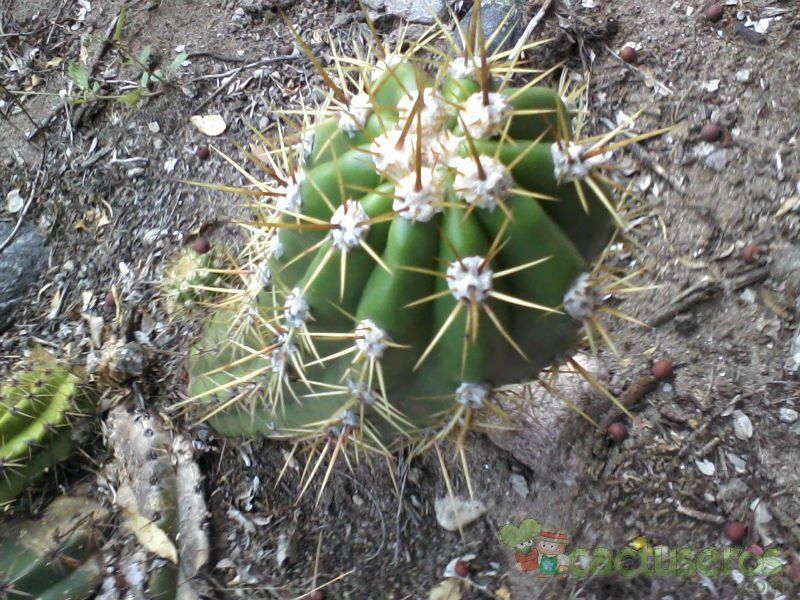 A photo of Echinopsis candicans