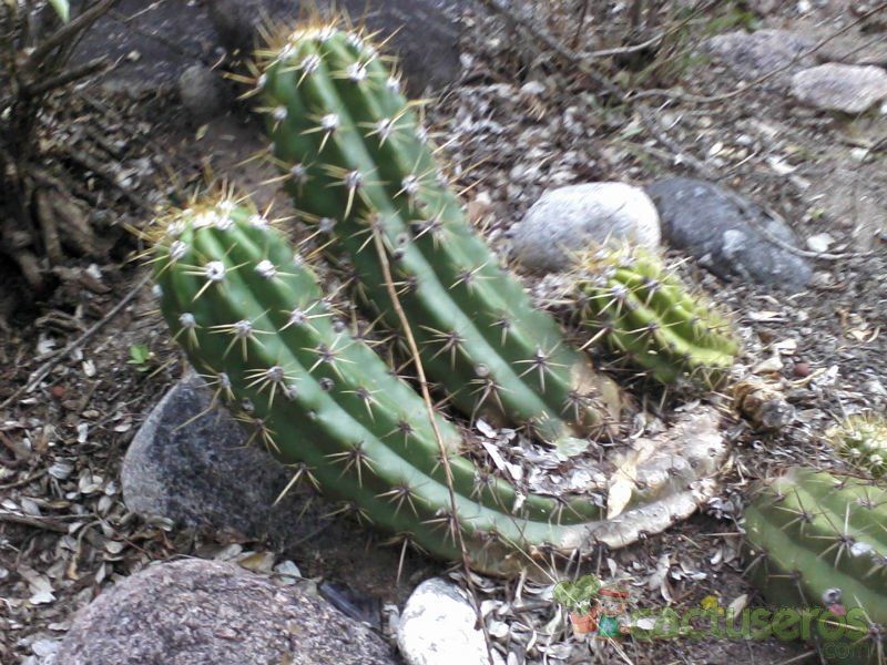 A photo of Echinopsis candicans