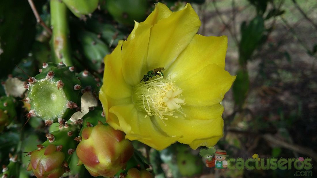 A photo of Opuntia monacantha
