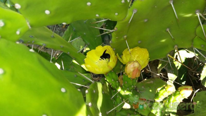 A photo of Opuntia monacantha