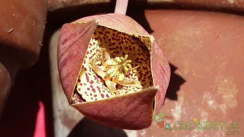 A photo of Orbea variegata